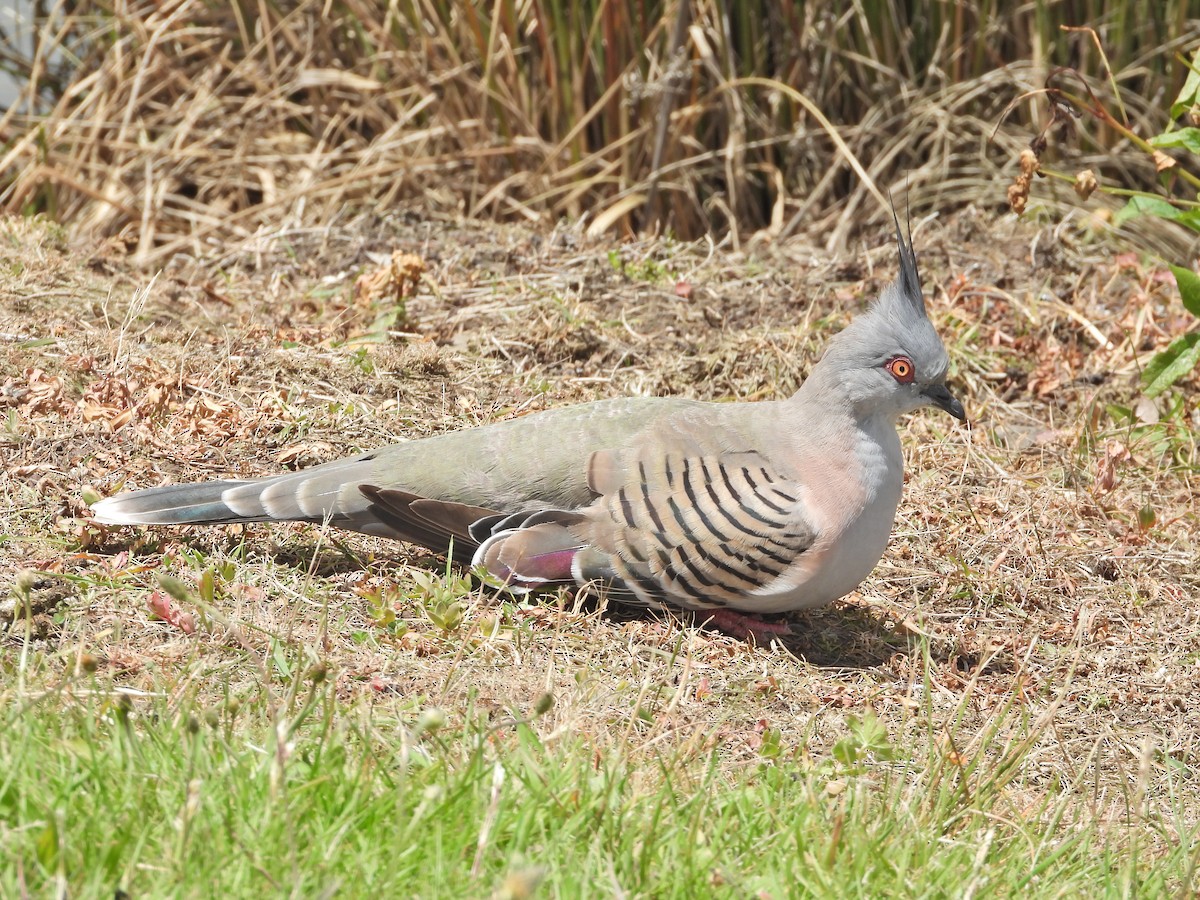 Spitzschopftaube - ML646715994