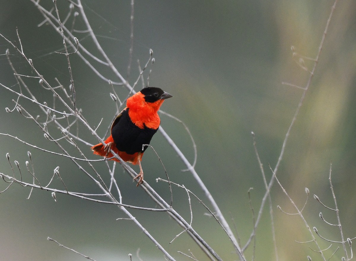 Feuerweber - ML646715995