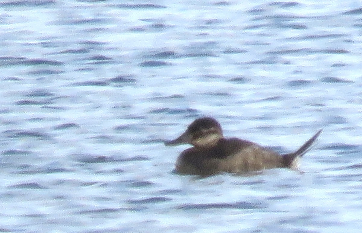 Schwarzkopf-Ruderente - ML646715996