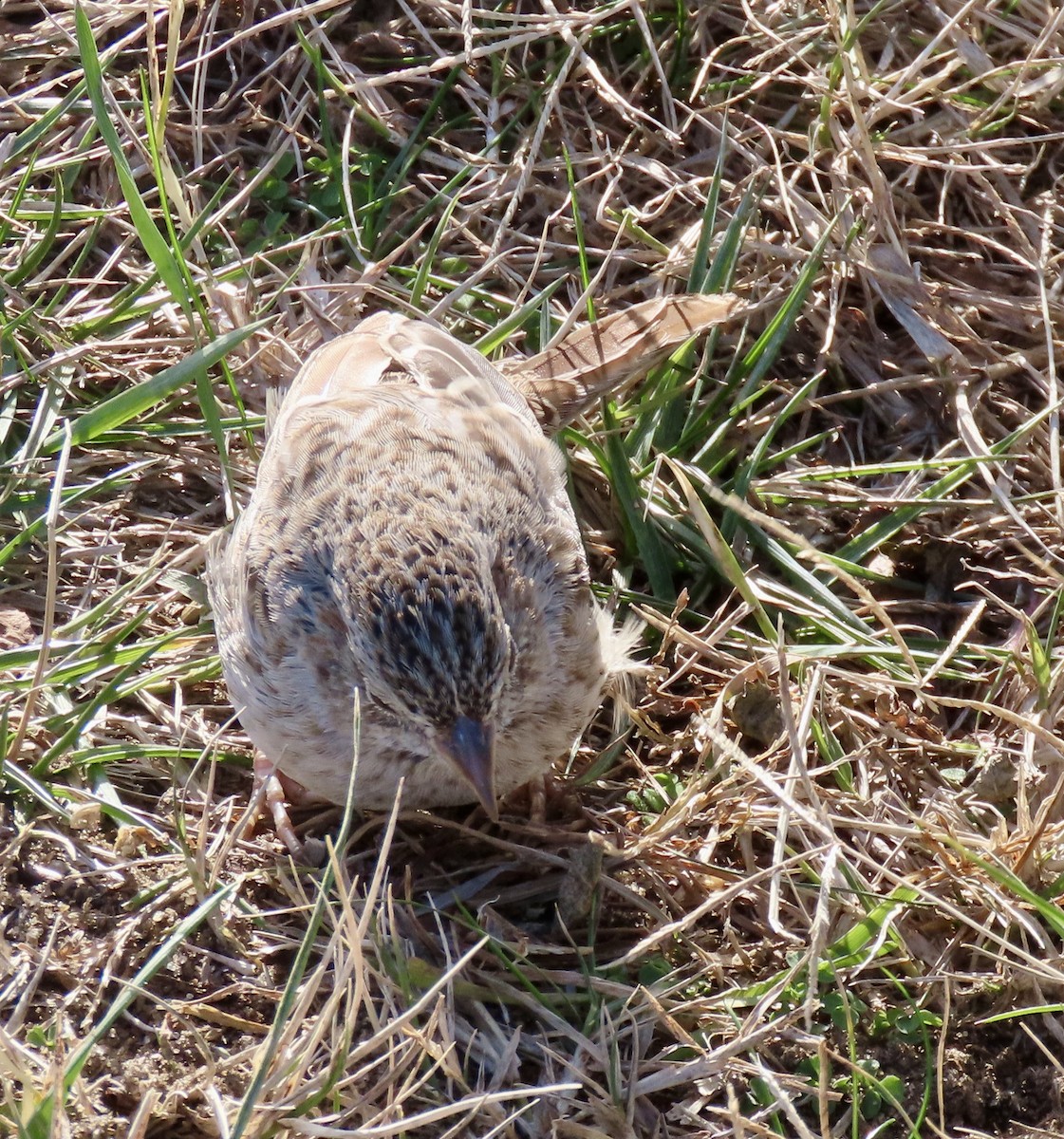 Cassin's Sparrow - ML646716004