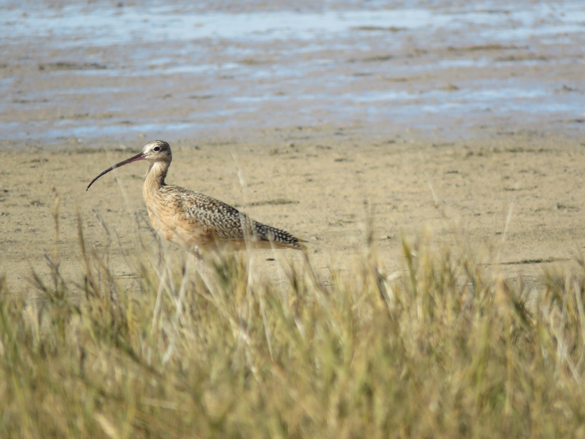 Rostbrachvogel - ML646716005