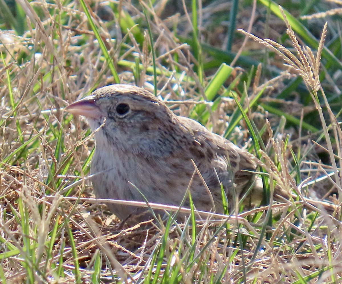 Cassin's Sparrow - ML646716006
