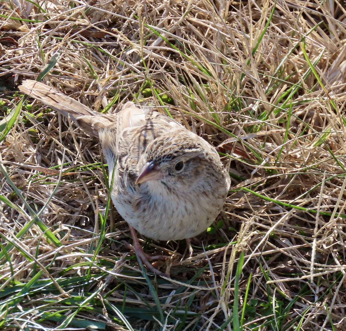 Cassin's Sparrow - ML646716008