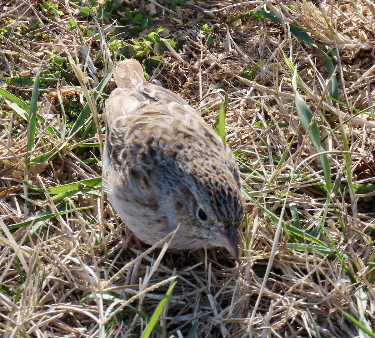 Cassin's Sparrow - ML646716010