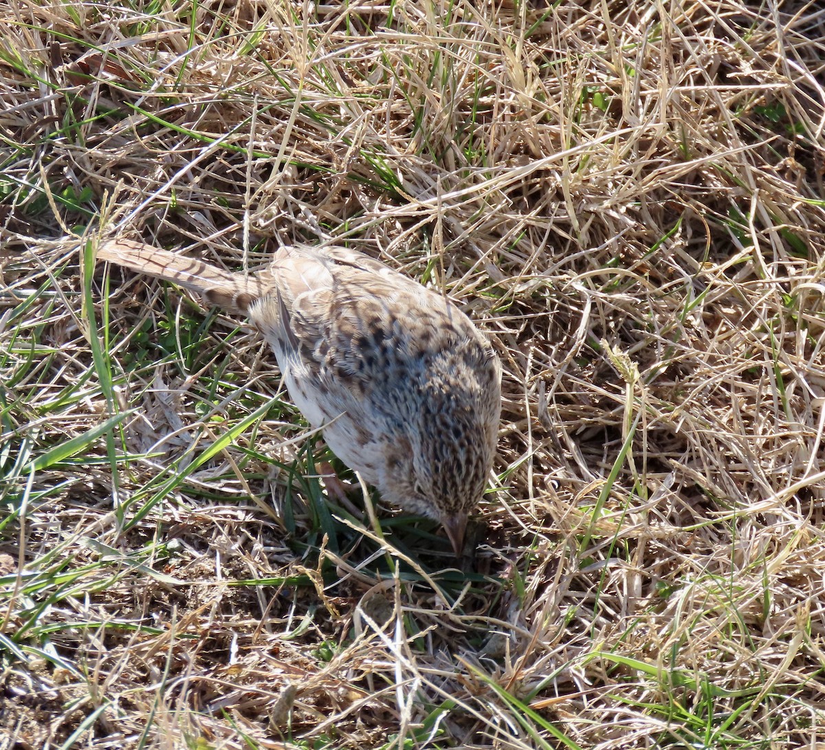 Cassin's Sparrow - ML646716011