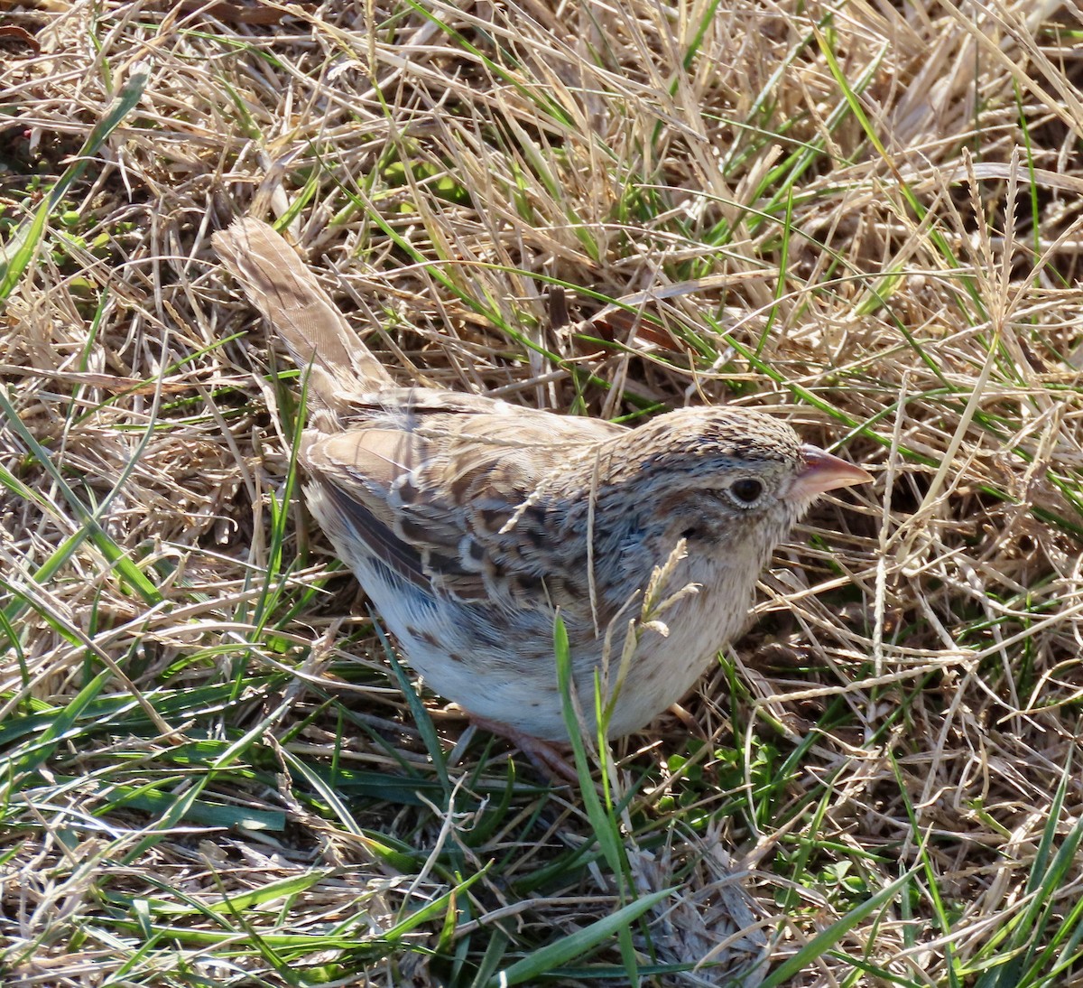 Cassin's Sparrow - ML646716012