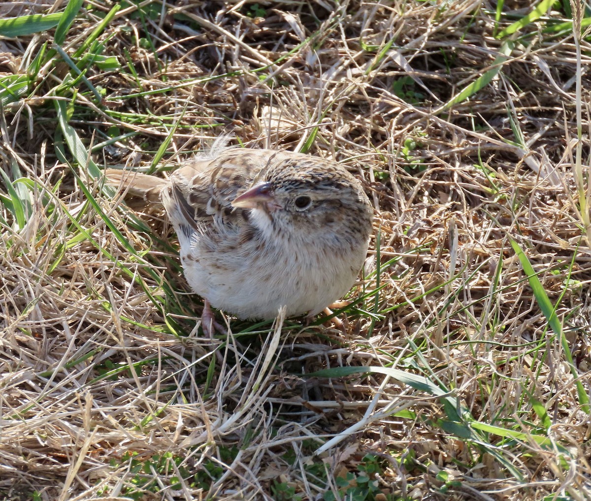 Cassin's Sparrow - ML646716013