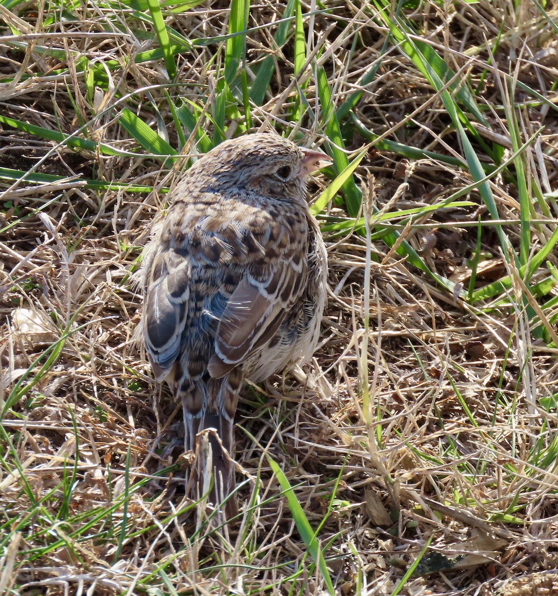 Cassin's Sparrow - ML646716014