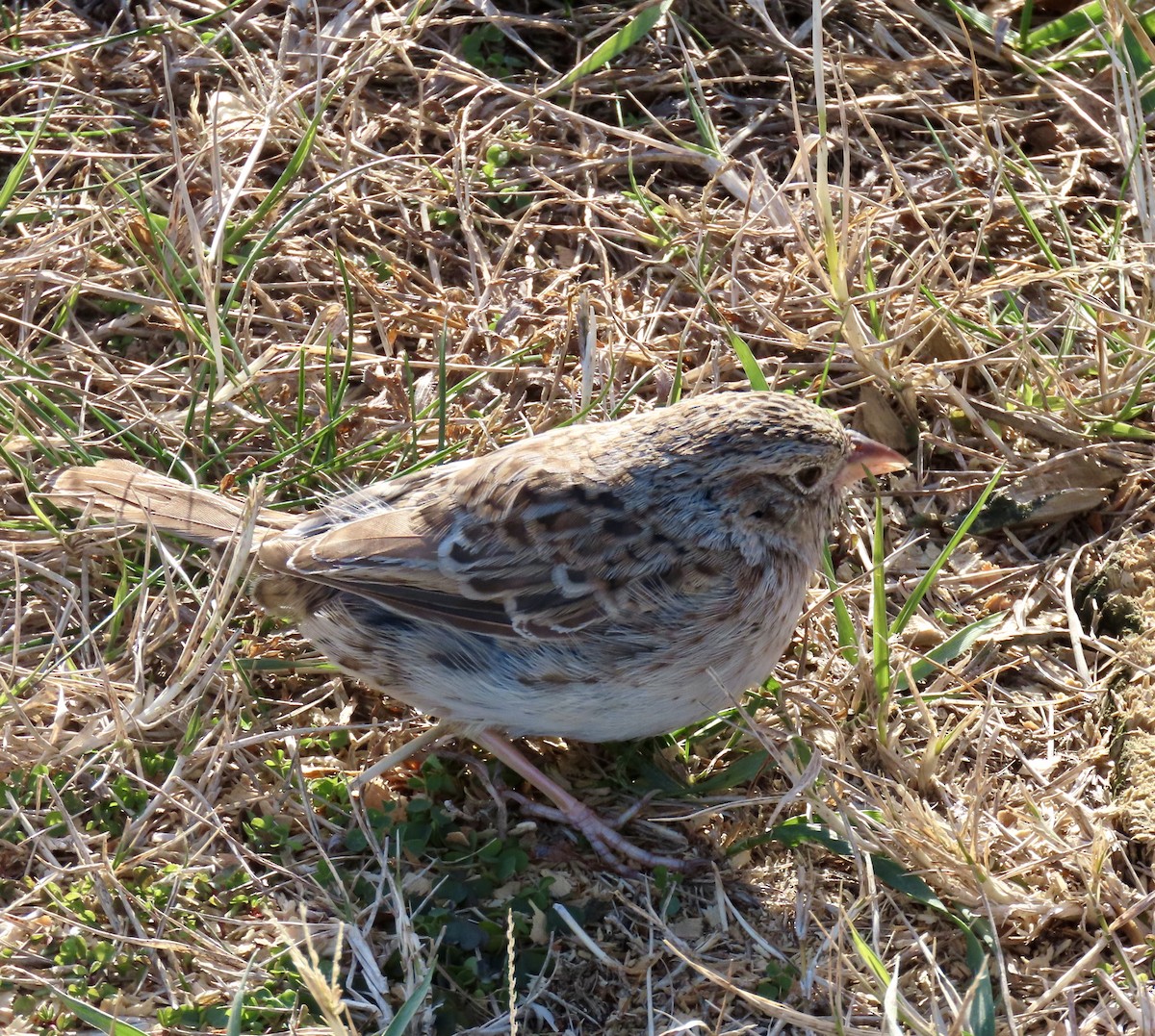 Cassin's Sparrow - ML646716015