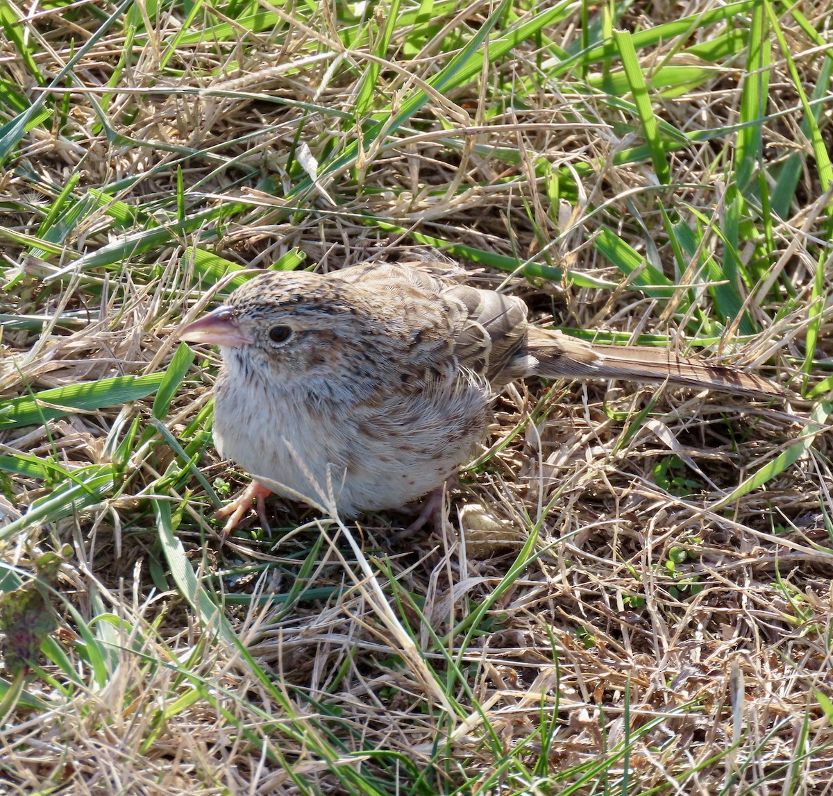 Cassin's Sparrow - ML646716016