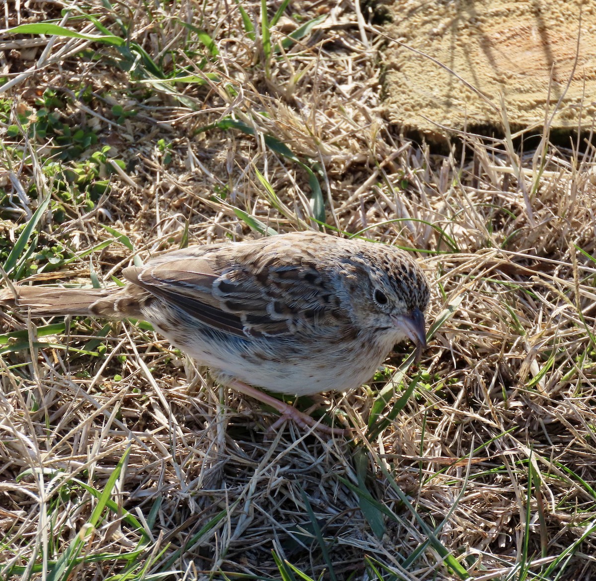 Cassin's Sparrow - ML646716017
