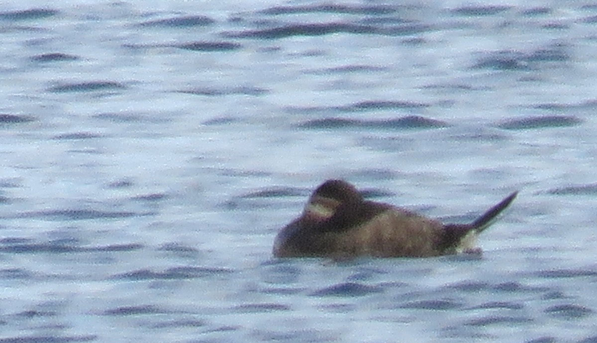 Schwarzkopf-Ruderente - ML646716020