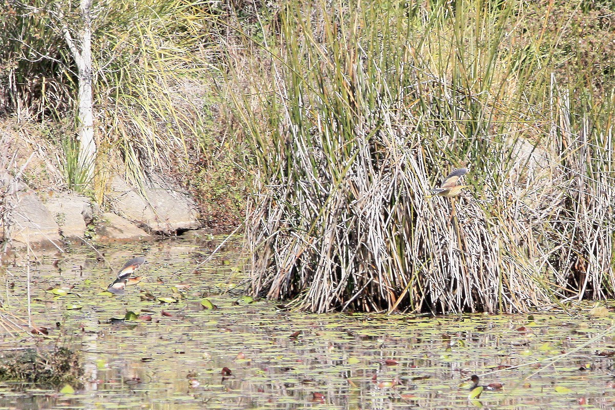 Schwarzmanteldommel - ML646716021