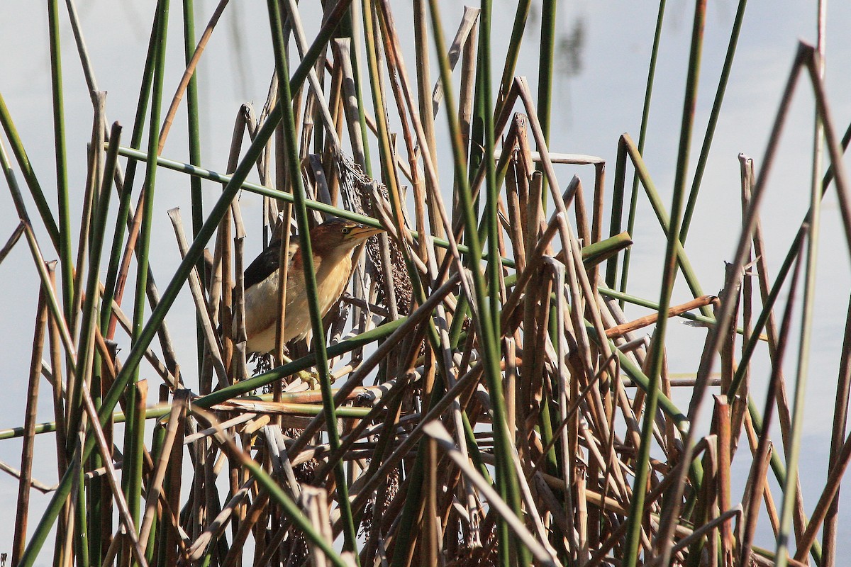 Schwarzmanteldommel - ML646716022