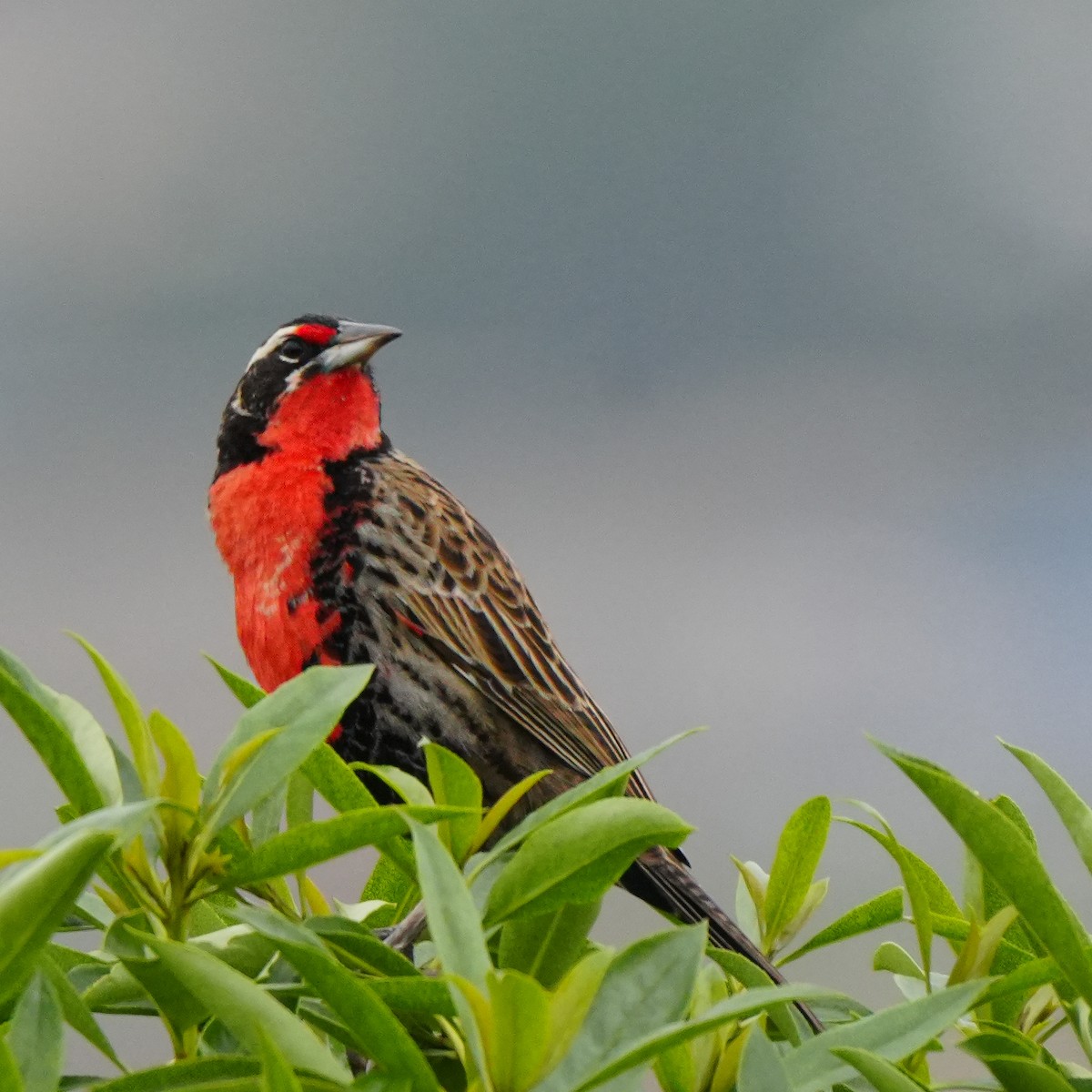 Langschwanzstärling - ML646716024