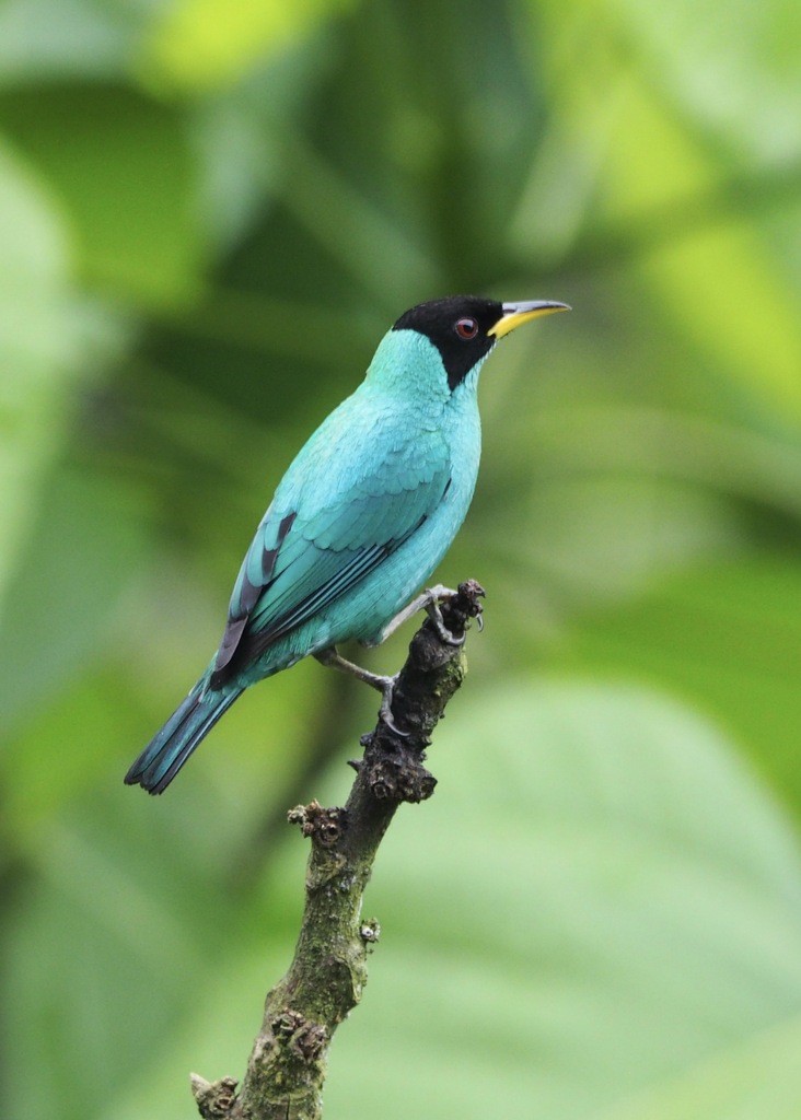 Kappennaschvogel - ML646716025