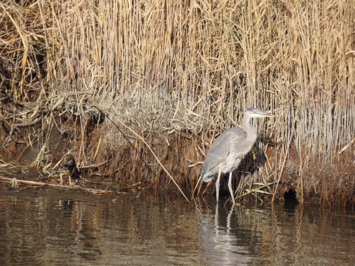 Kanadareiher - ML646716029