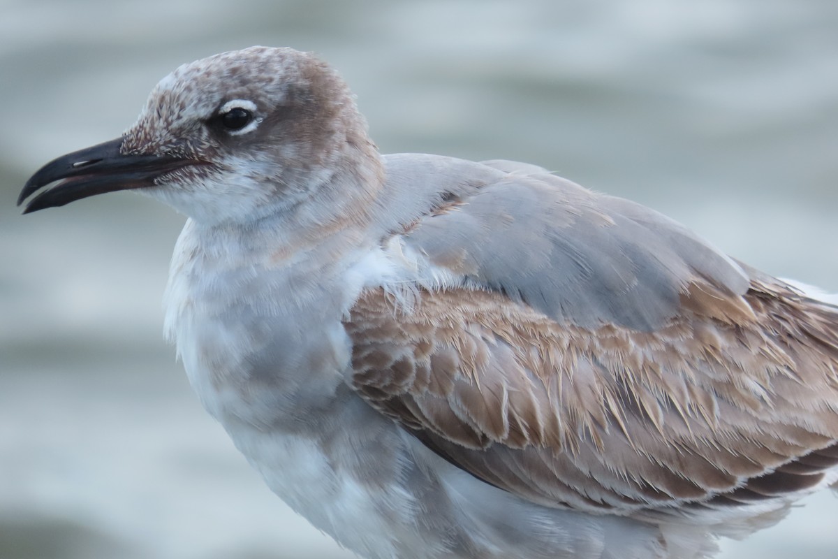 Aztekenmöwe - ML646716033