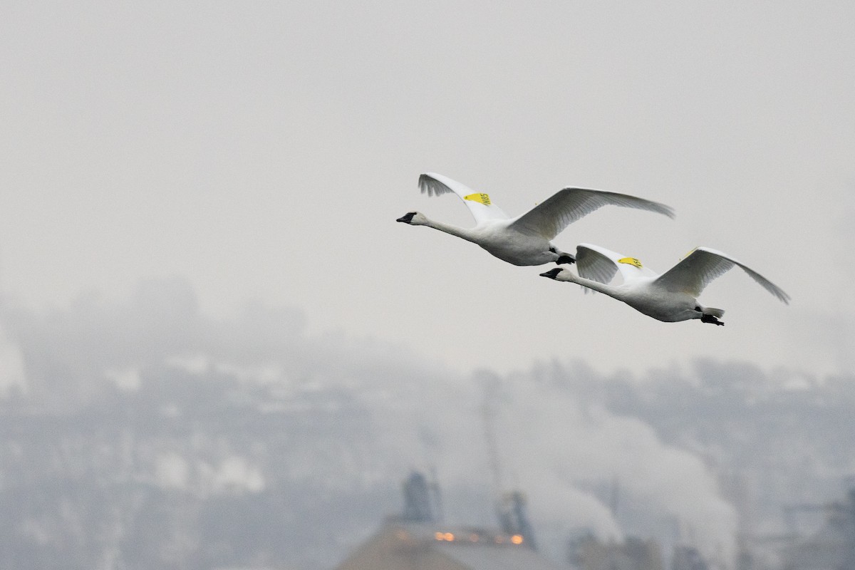 Лебедь-трубач - ML646716035