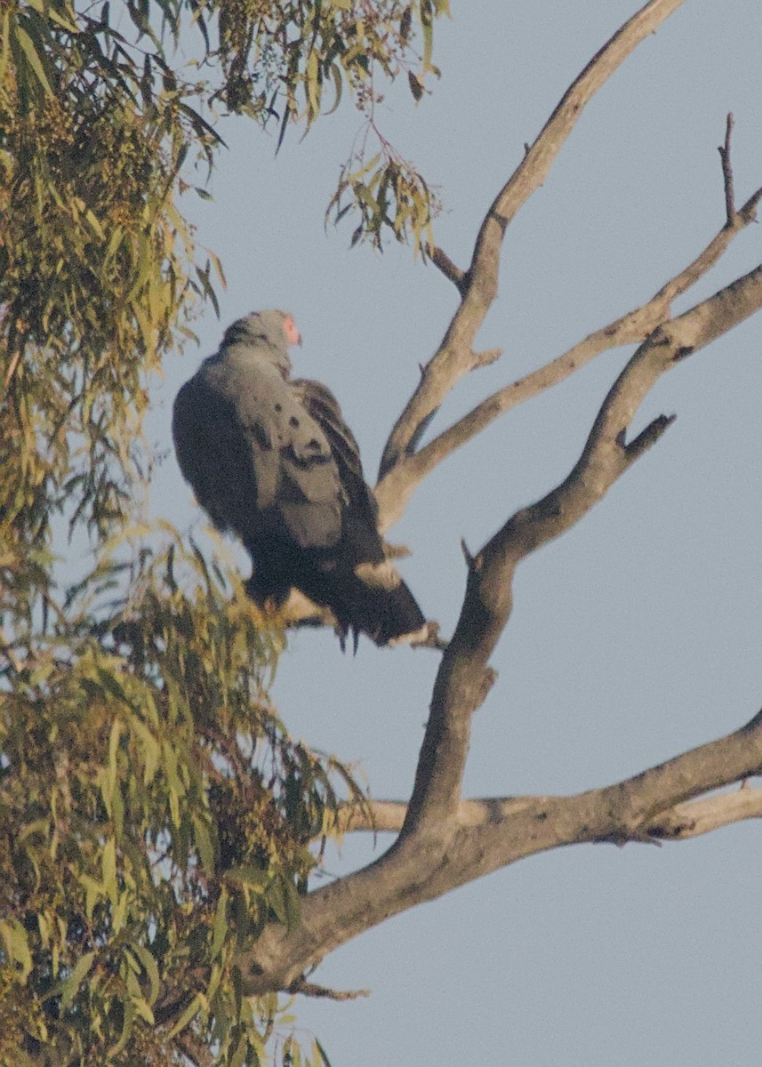 チュウヒダカ - ML646716037