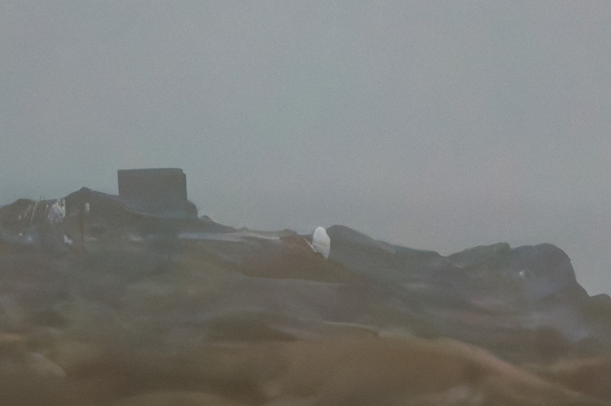 snøugle - ML646716038