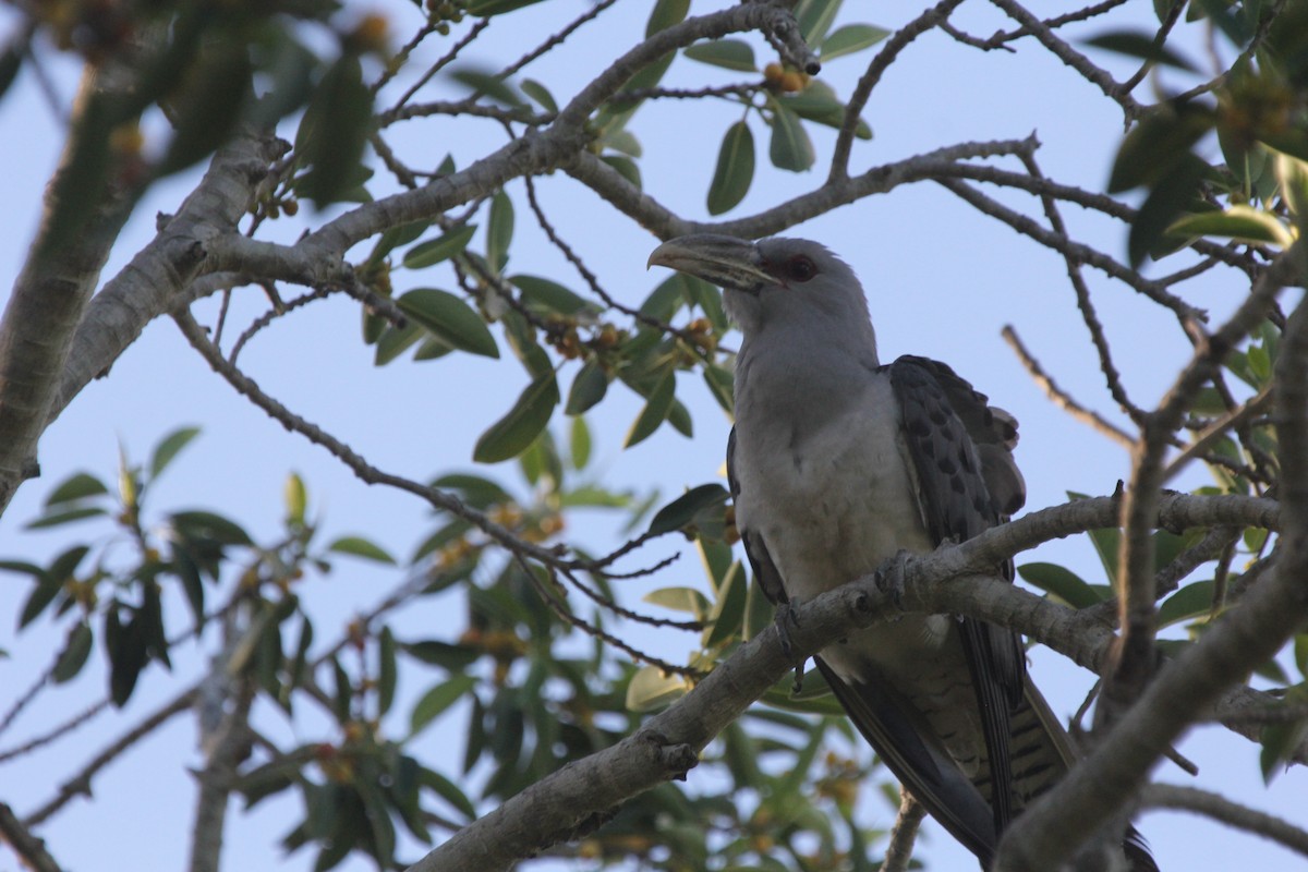 オオオニカッコウ - ML646716040