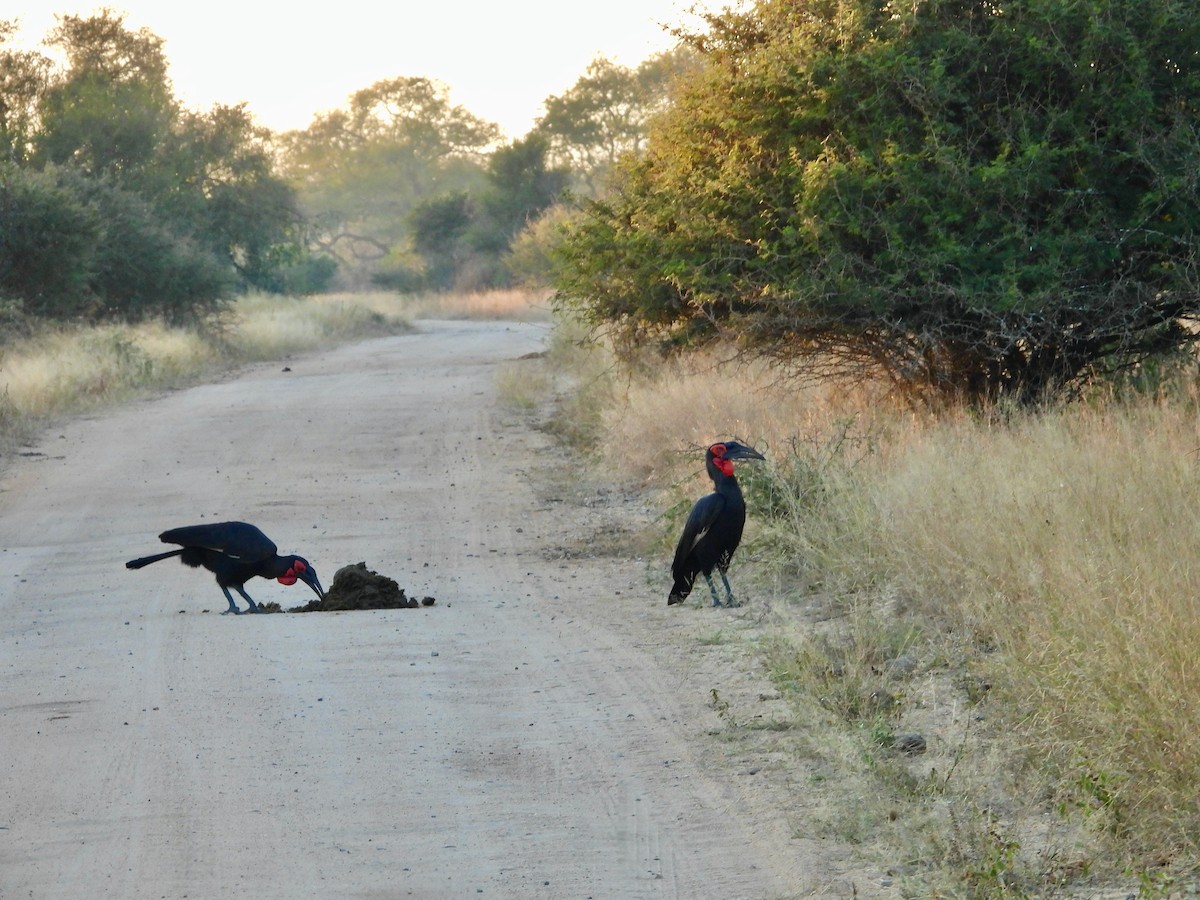 Rotgesicht-Hornrabe - ML646716041