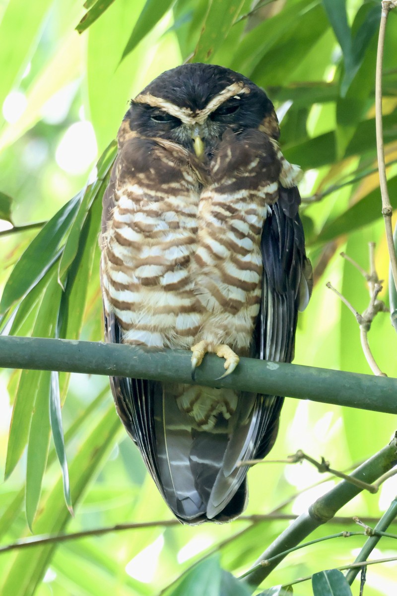 Перуанская неясыть - ML646716046