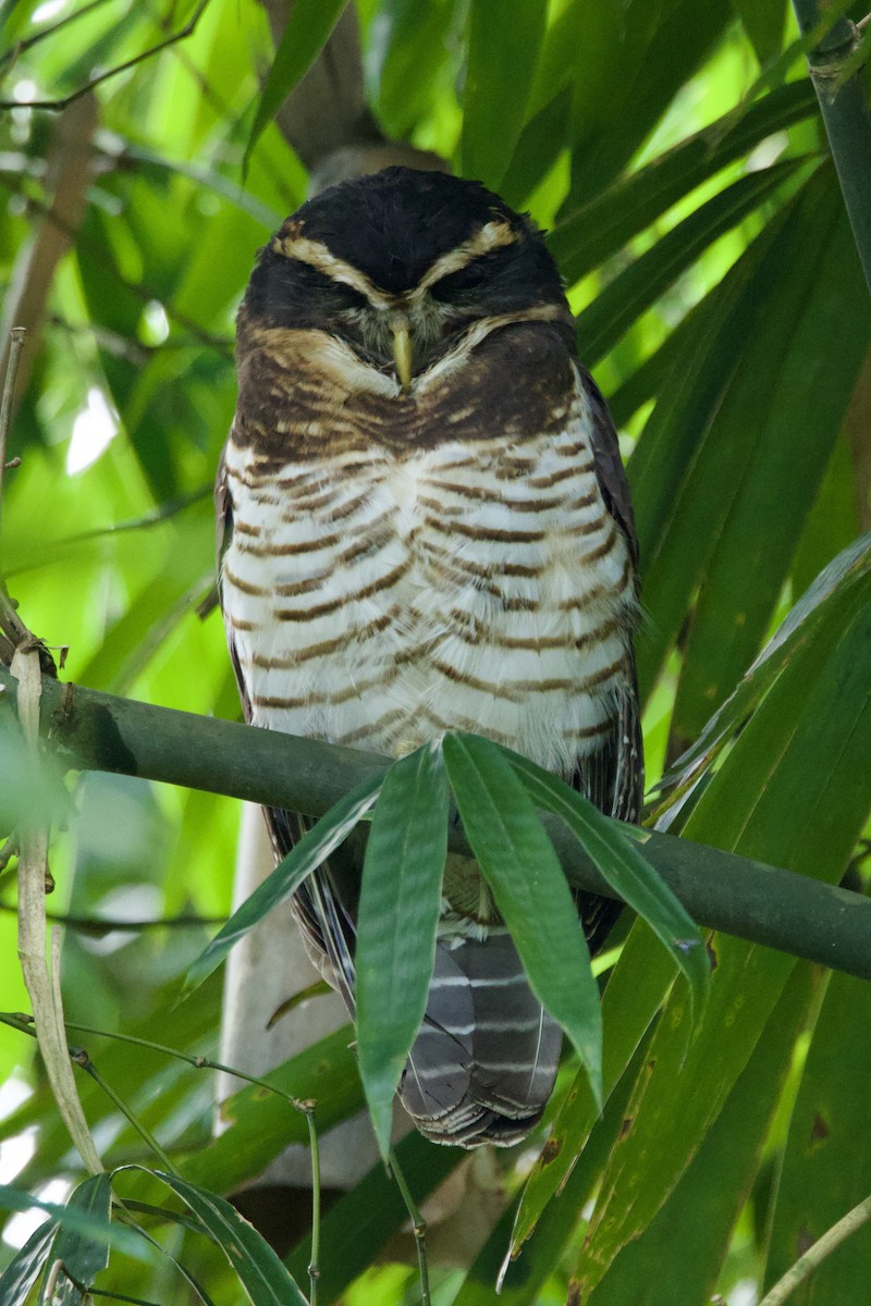 Перуанская неясыть - ML646716047