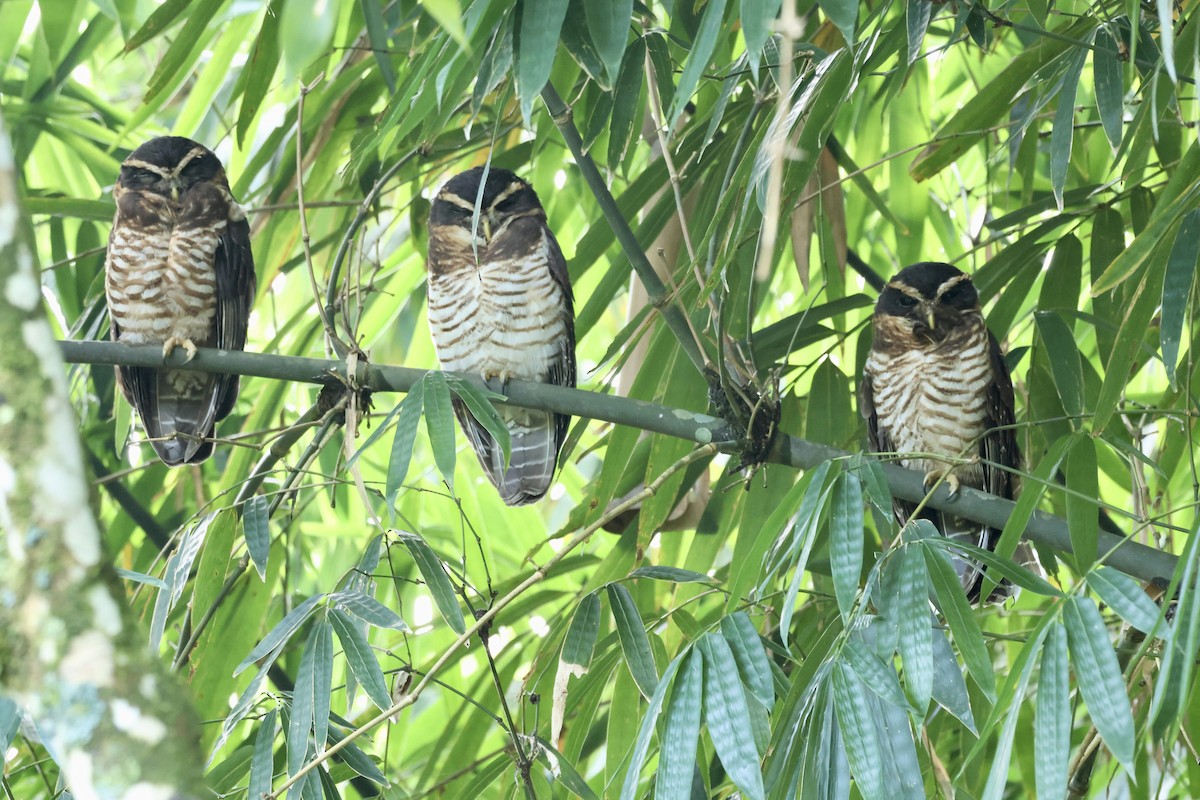 Перуанская неясыть - ML646716048