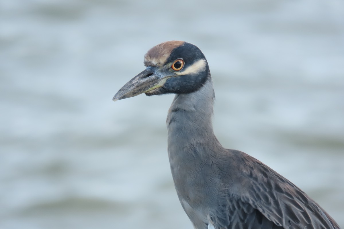 kvakoš žlutočelý - ML646716049