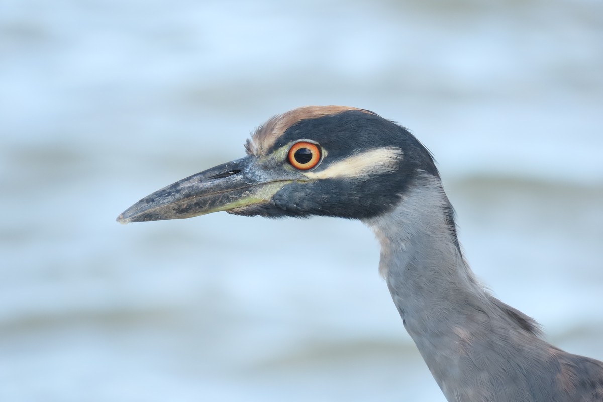 kvakoš žlutočelý - ML646716050