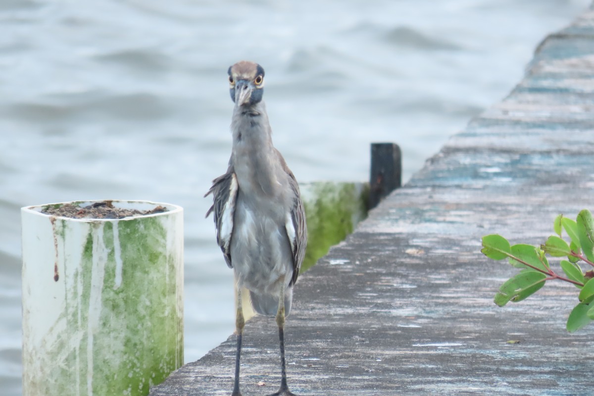 kvakoš žlutočelý - ML646716051