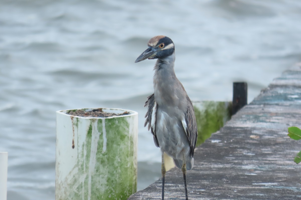 kvakoš žlutočelý - ML646716052