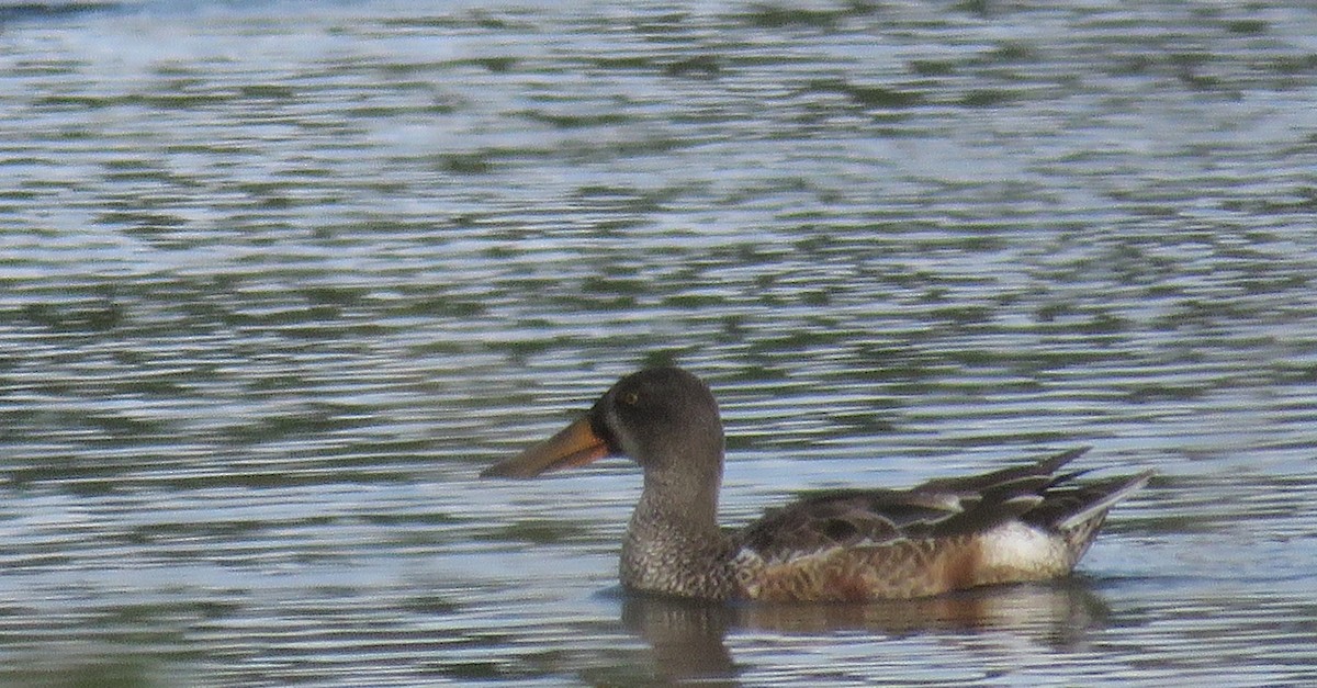 Cuchara Común - ML646716054