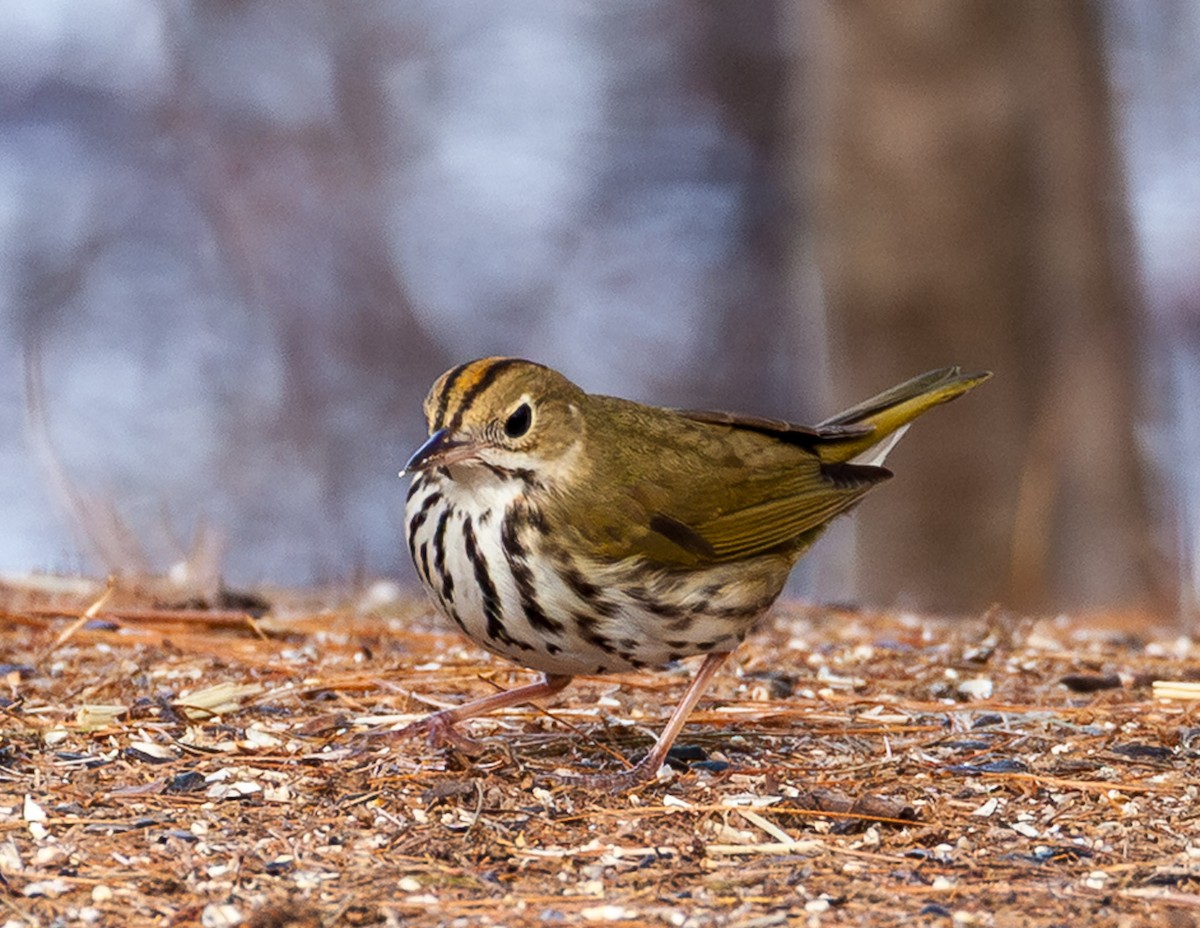 Pieperwaldsänger - ML646716055