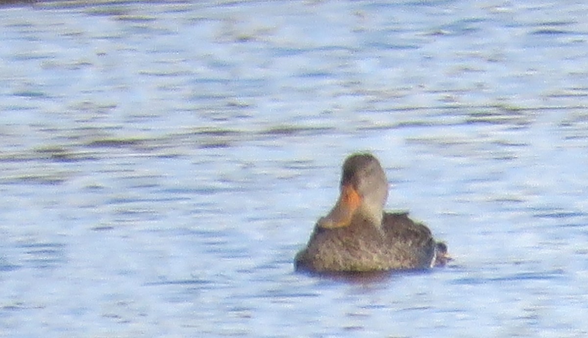 Cuchara Común - ML646716061