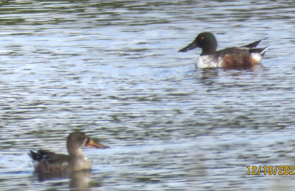 Cuchara Común - ML646716062