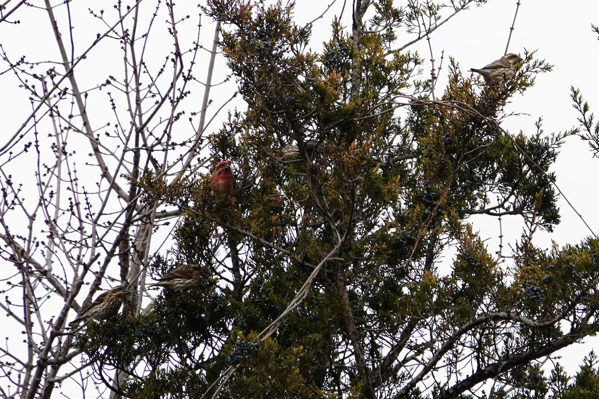 Purple Finch - ML646716071