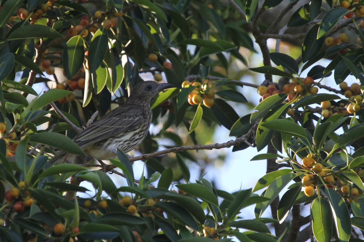 メガネコウライウグイス - ML646716072