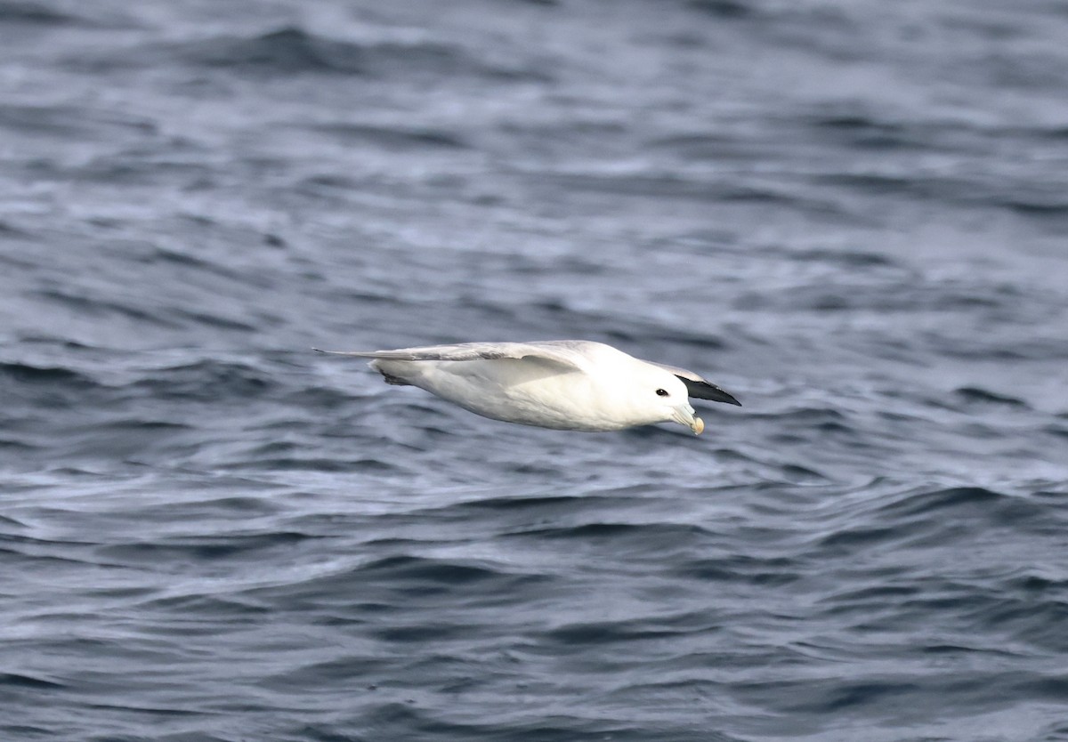 Fulmar boréal - ML646716073