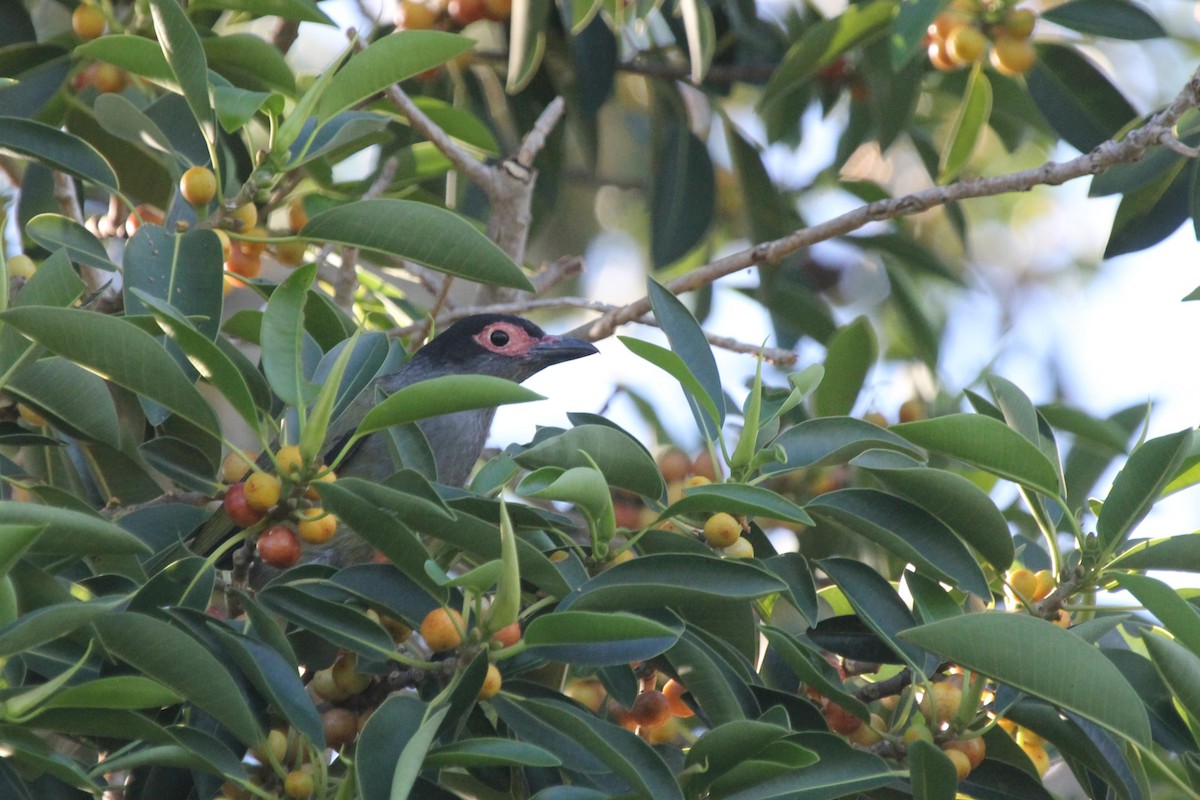 メガネコウライウグイス - ML646716074