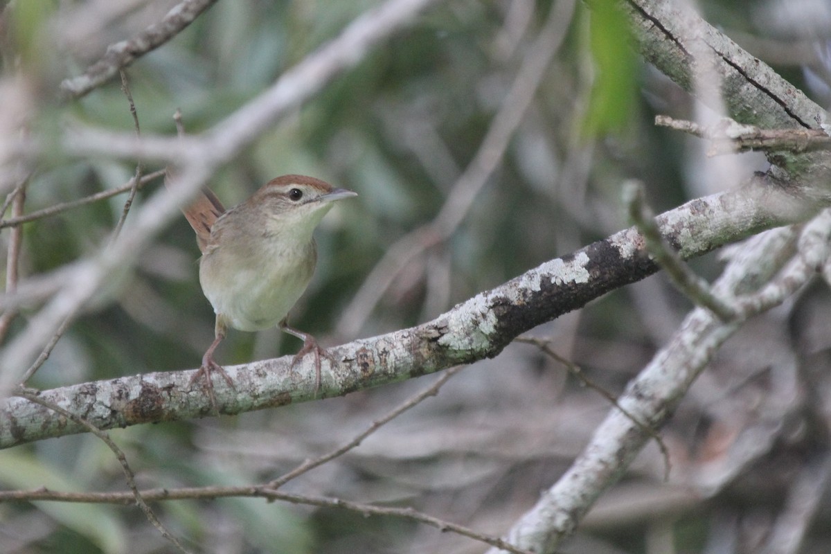 ズアカオオセッカ - ML646716076