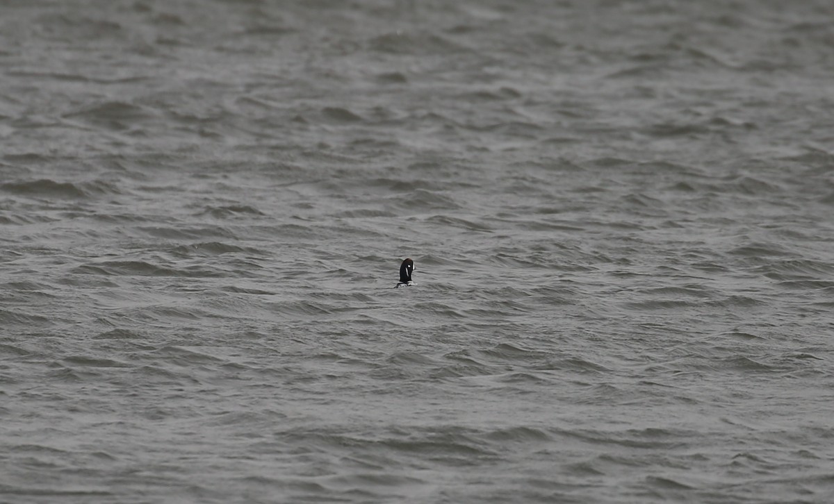 Harlequin Duck - ML646716080