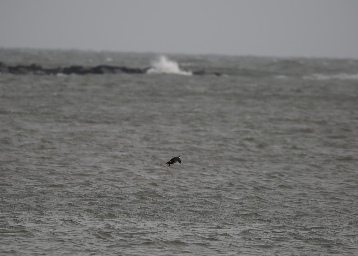 Harlequin Duck - ML646716081