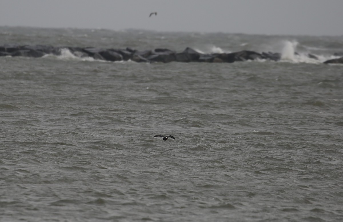 Harlequin Duck - ML646716085