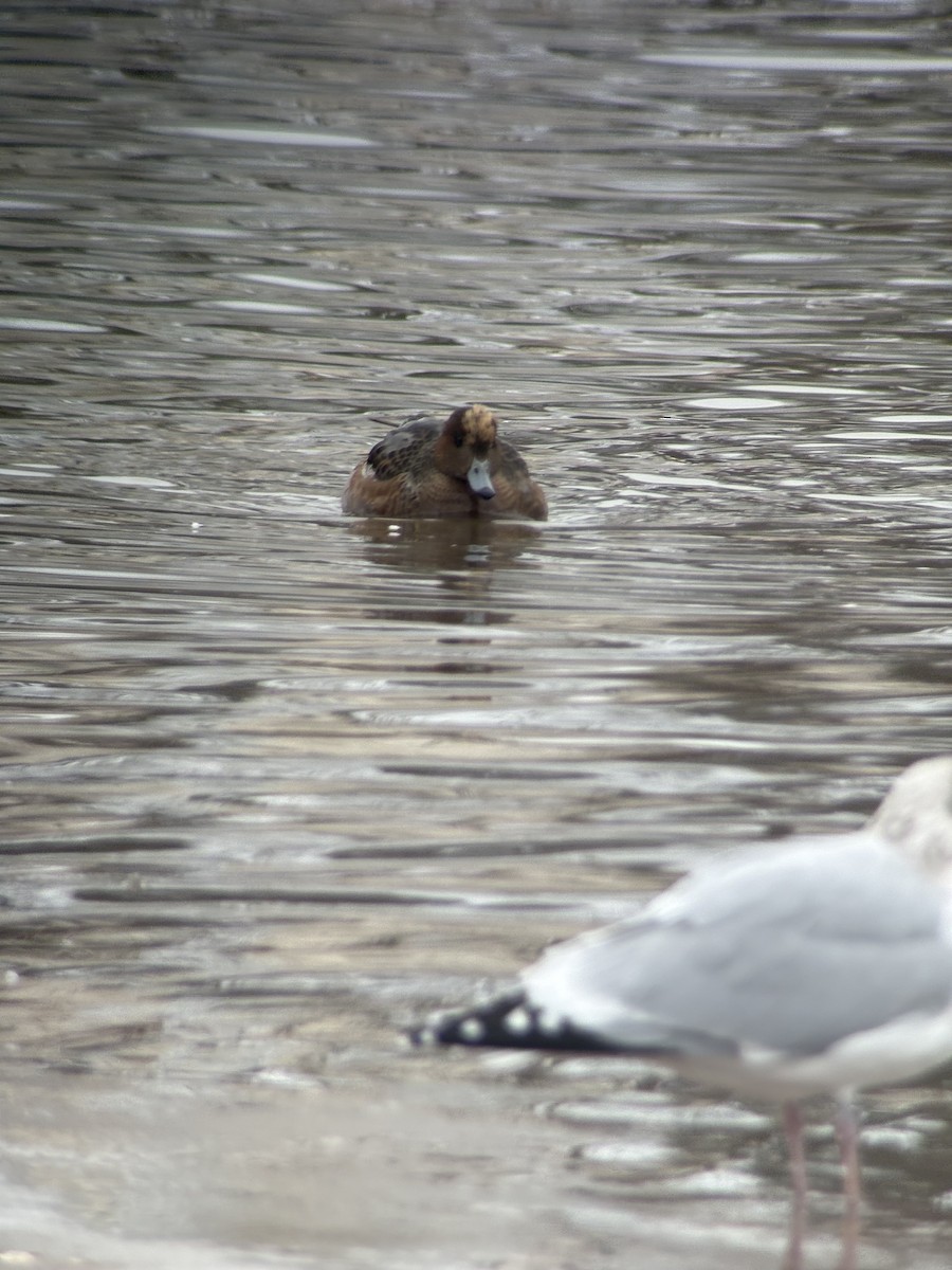ברווז צהוב-מצח - ML646716086