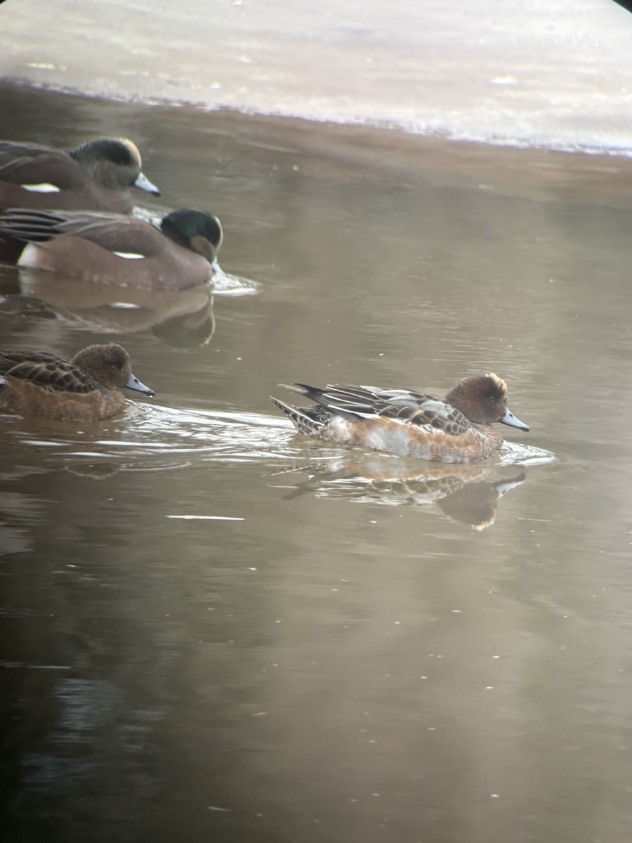 ברווז צהוב-מצח - ML646716087