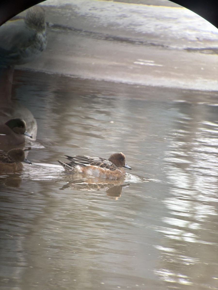 ברווז צהוב-מצח - ML646716088