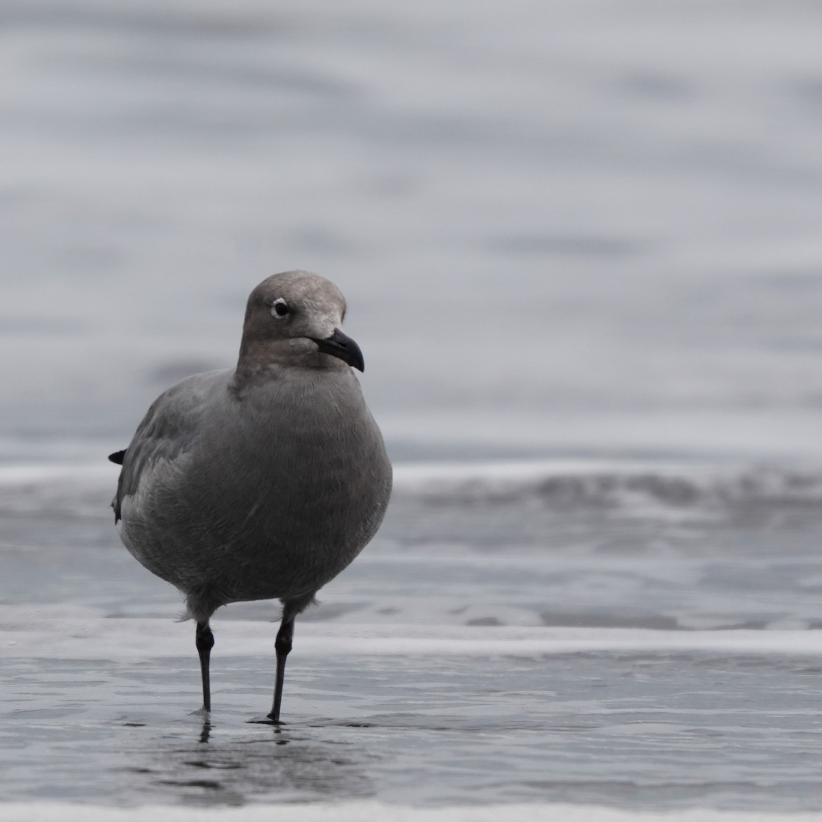 ハイイロカモメ - ML646716101